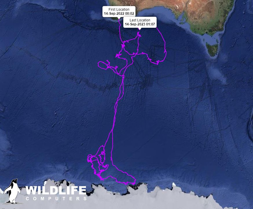 Whale journey map