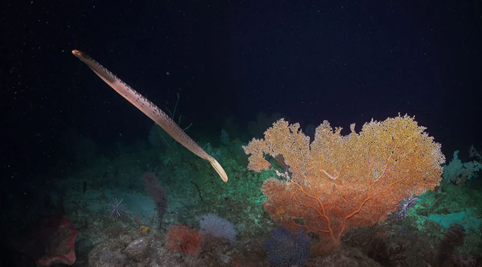 sea snake and orange coral underwater
