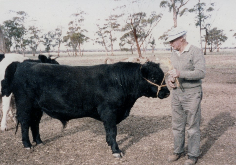 Alan Sevier with one of his Aberdeen Angus bulls