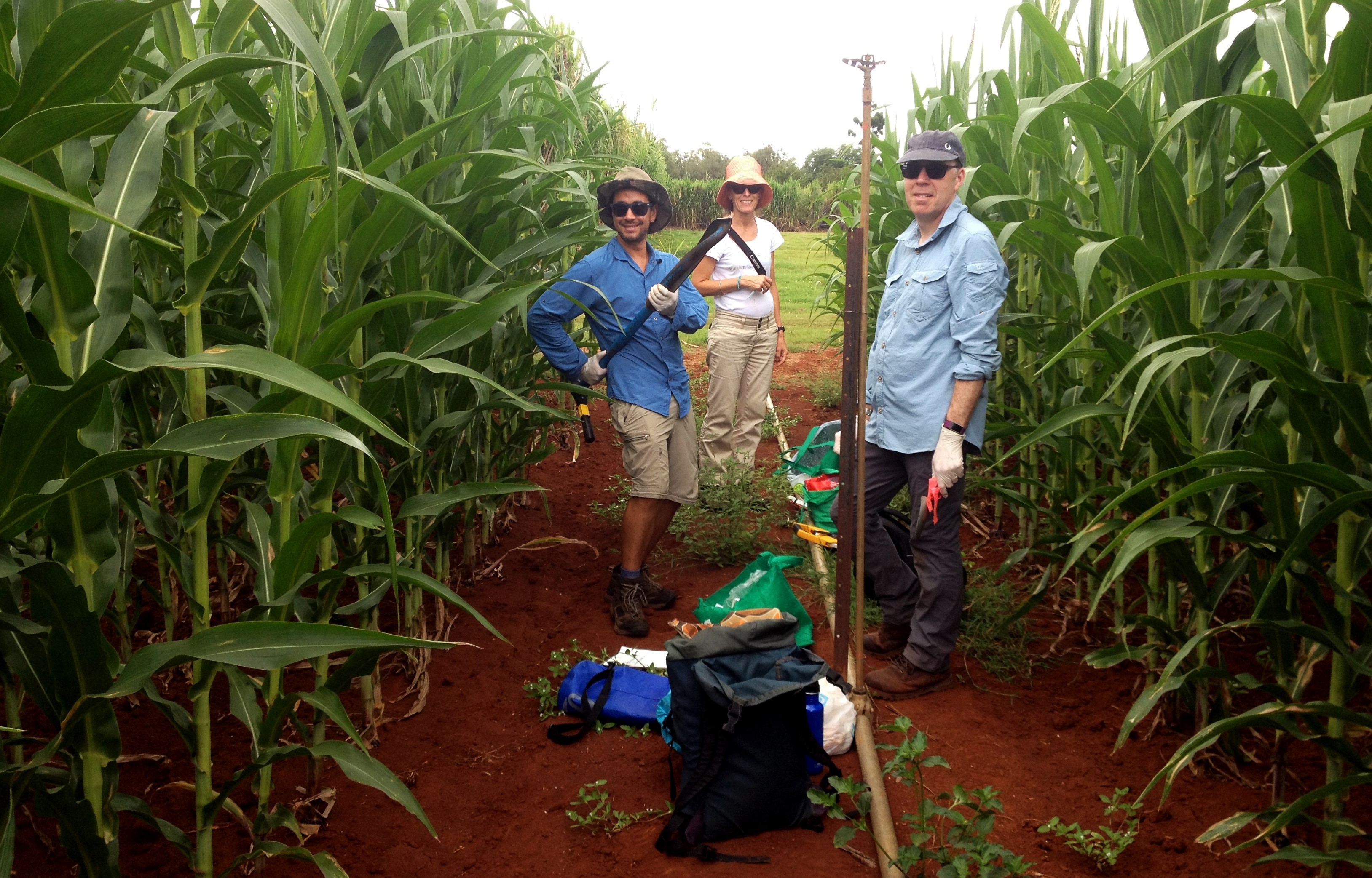 Dr Felipe Albornoz A/Prof Rachel Standish and Prof Gary Bending UWAR sampling a corn crop on the Atherton Tablelands in Queensland. Credit: Prof Ryan