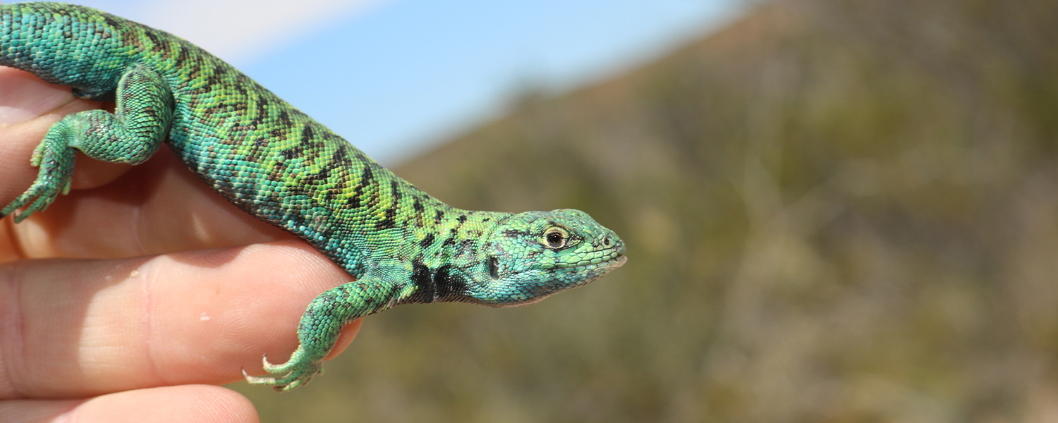 Liolaemus melanops_LJ_Avila