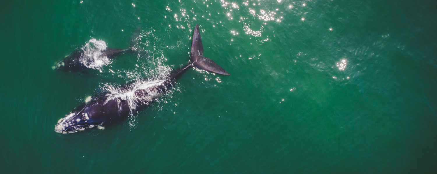 Southern right whale mother and calf