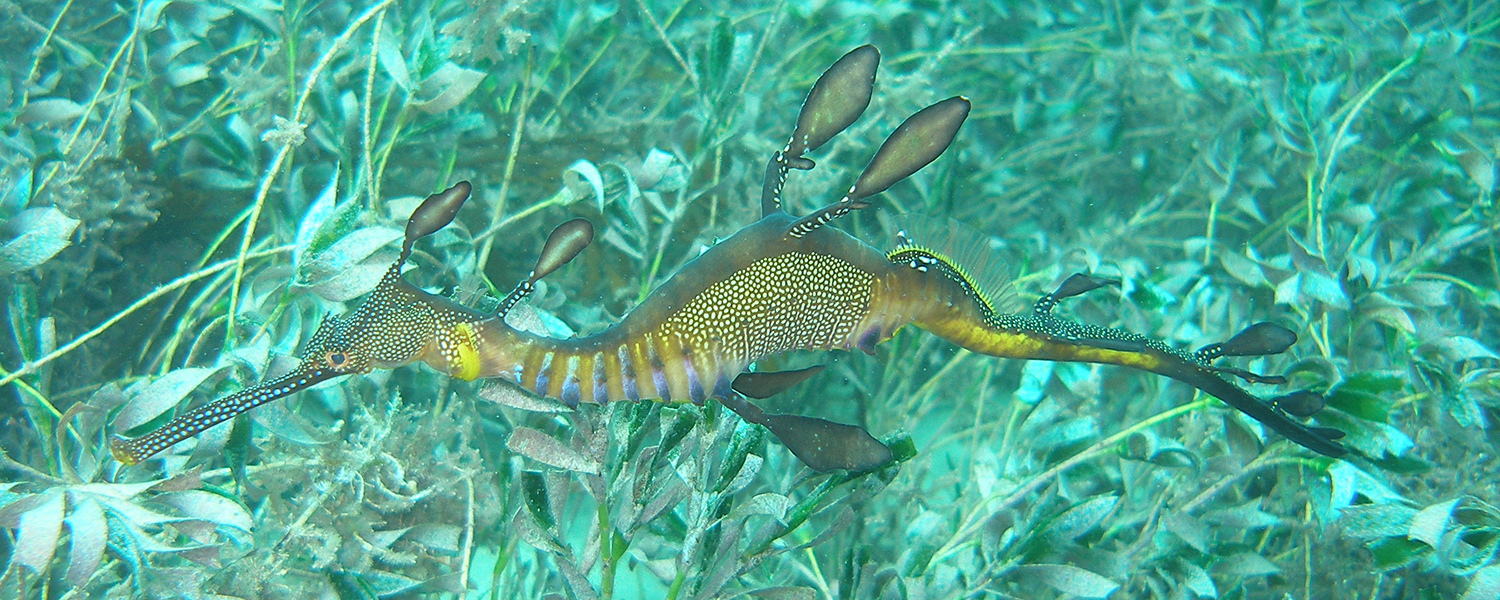 Weedy seadragon