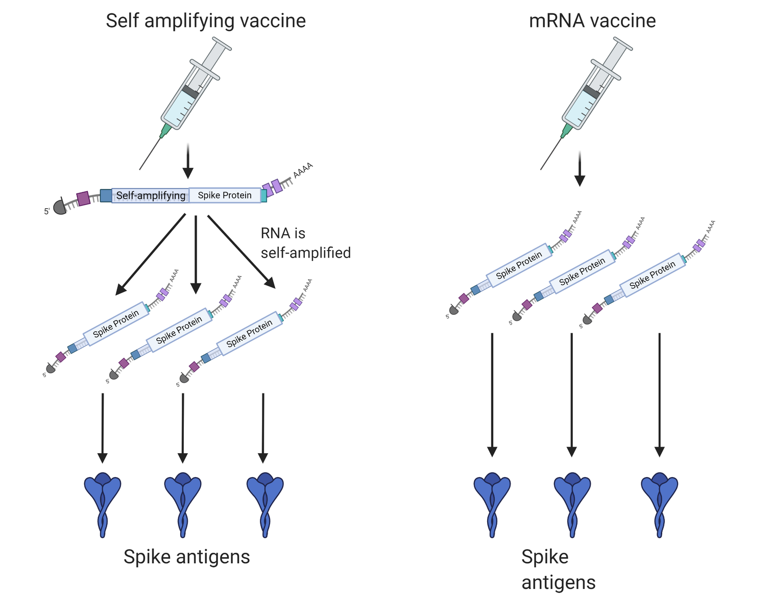 Self-amplifying and standard mRNA. Theoretically, lower doses are needed with self-amplifying RNA to generate the same antigen levels.