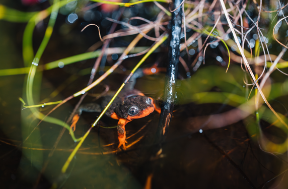 sunset frog in peatland