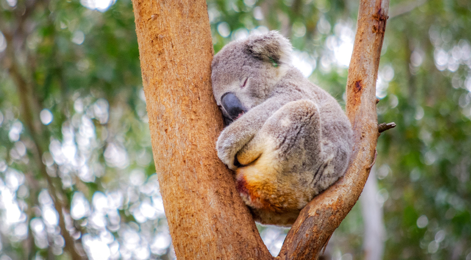 Koala