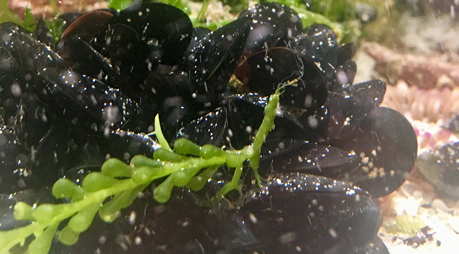 Mussel aquarium