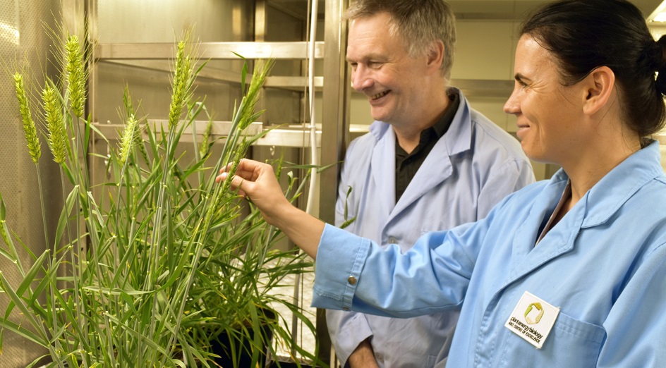 Wheat scientists