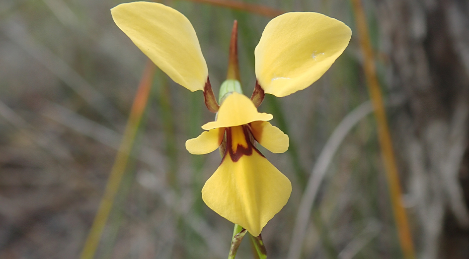 Bibbulmun orchid card