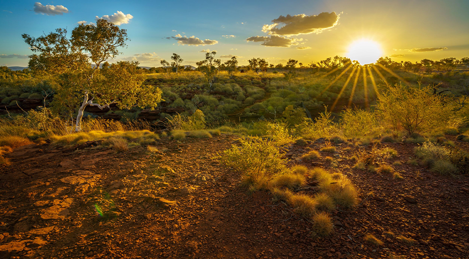 Australian bushland