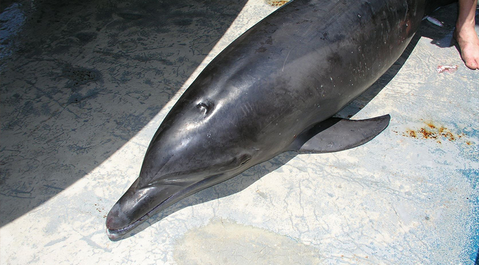 A dolphin that was captured in a net