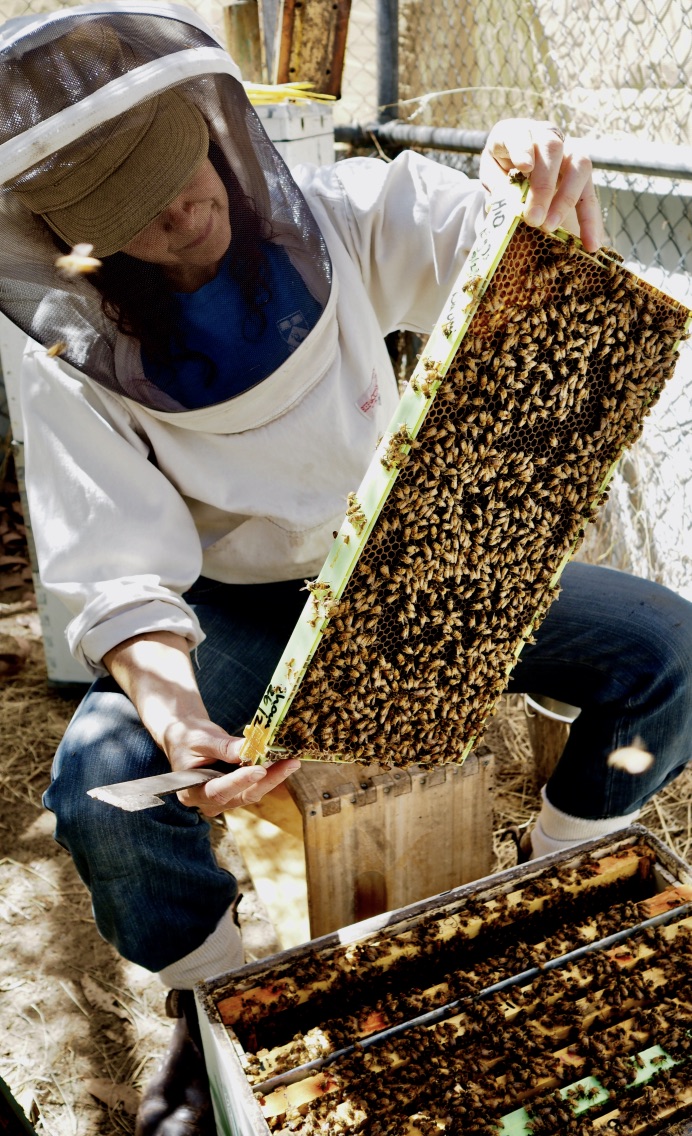 CRC for Honey Bee Products beekeeper Tiffane Bates