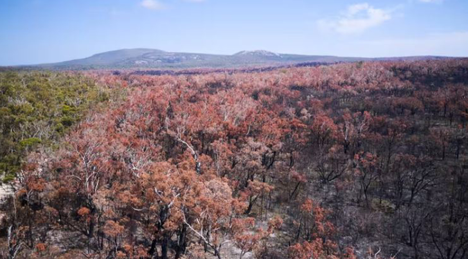 Jarrah Forrest