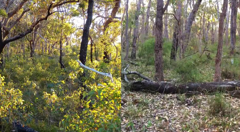 Jarrah undergrowth