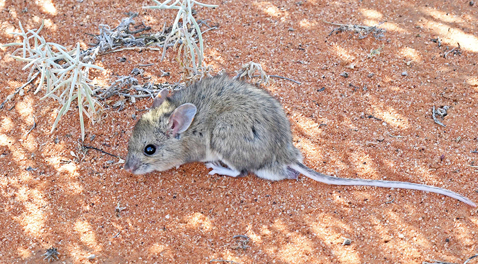 Image of a Plains mouse. Photo credit: David Rudder