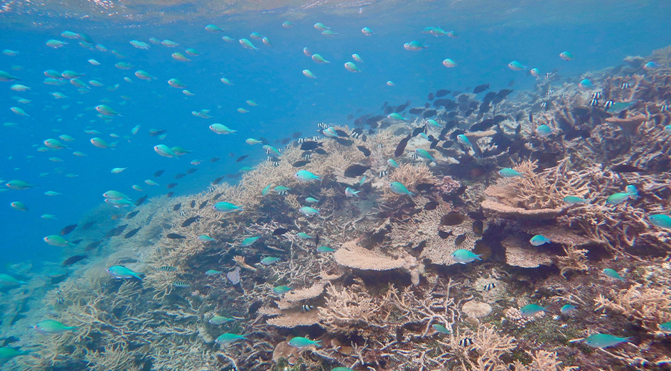 Reef fish