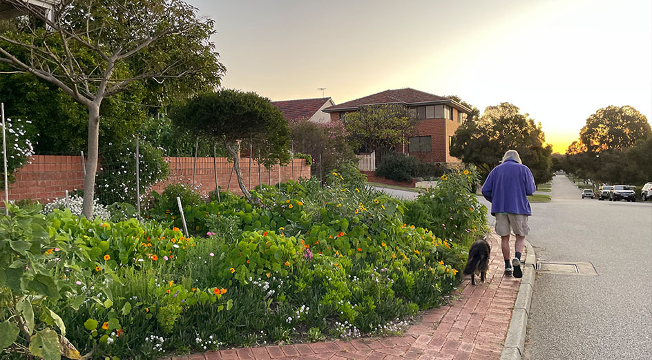 man and dog walking next to verge garden