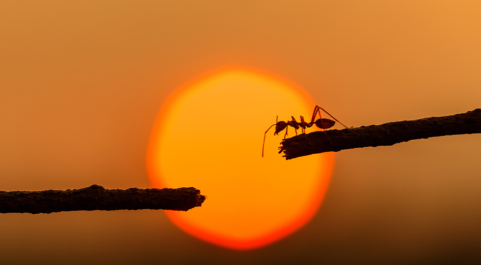 An ant on a twig at sunset