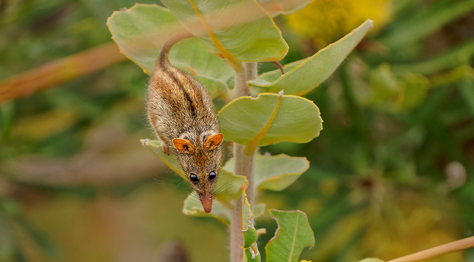 Honey possum on yellow bloom