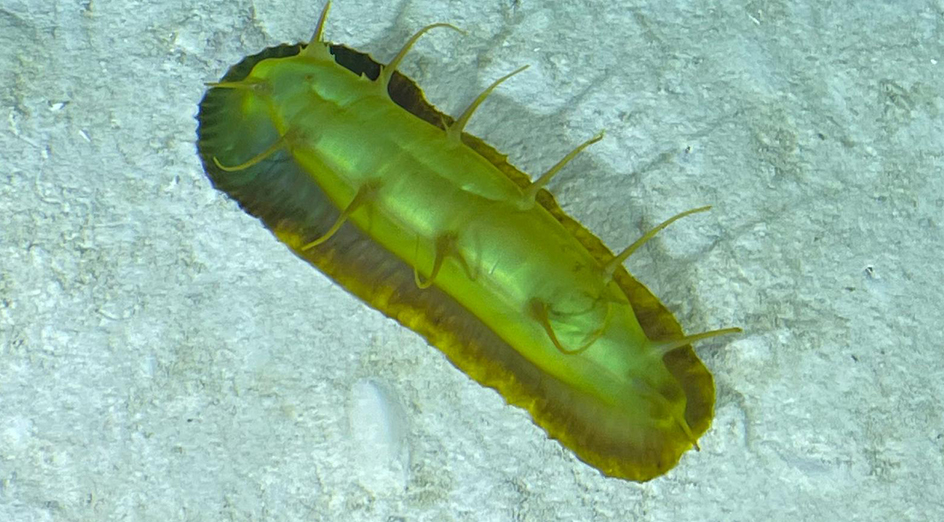 Deep sea cucumber