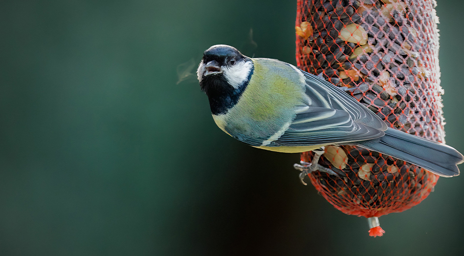 Great tit bird looking alarmed