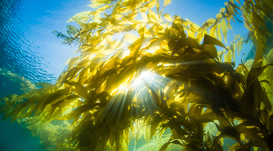 Kelp forest