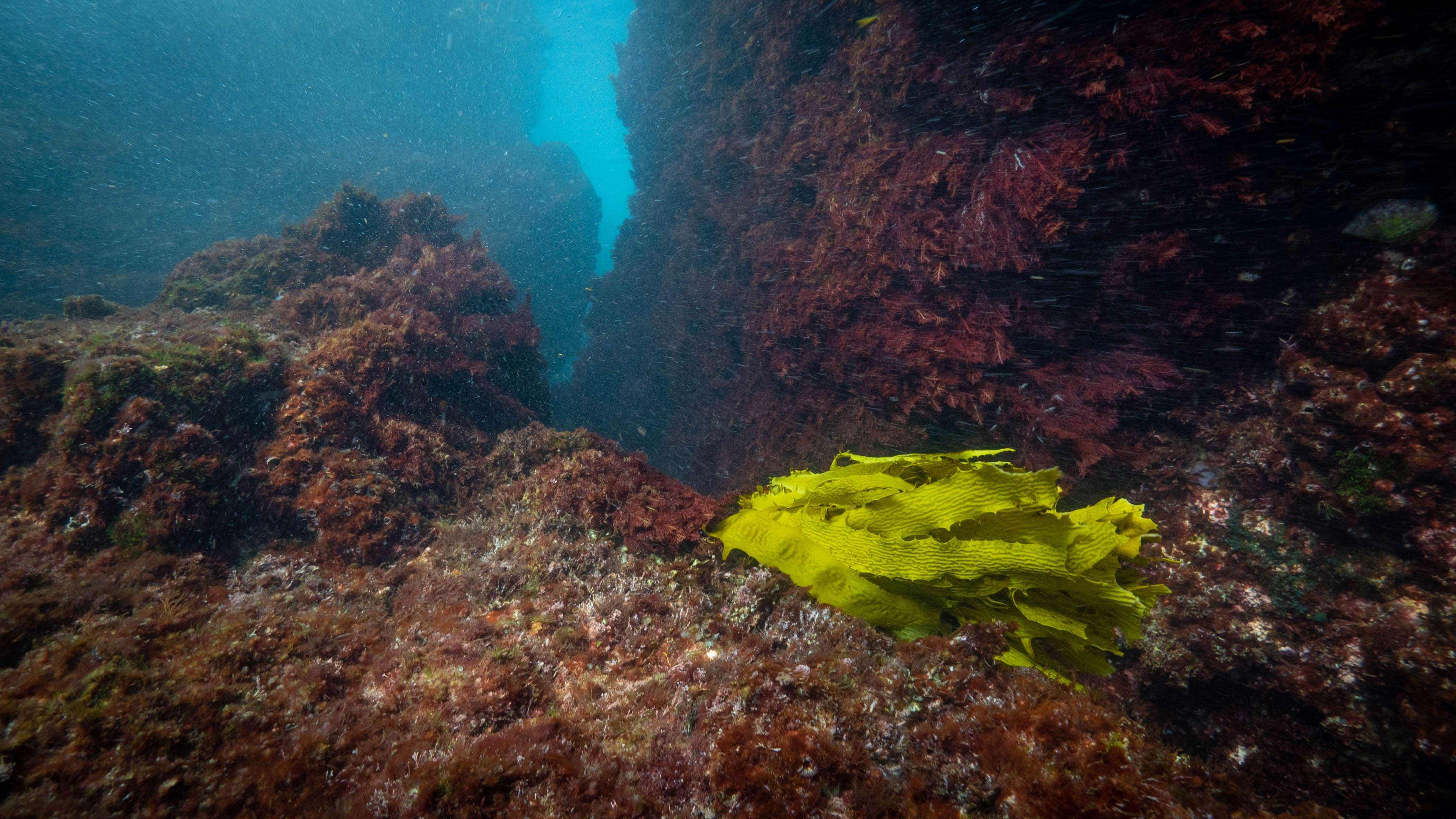 Kelp at impacted reef