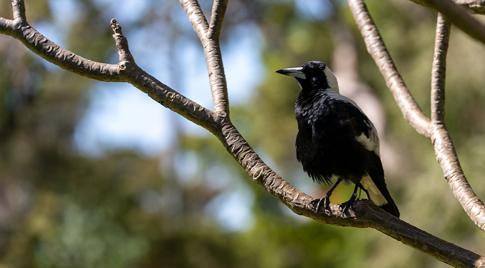 Magpie