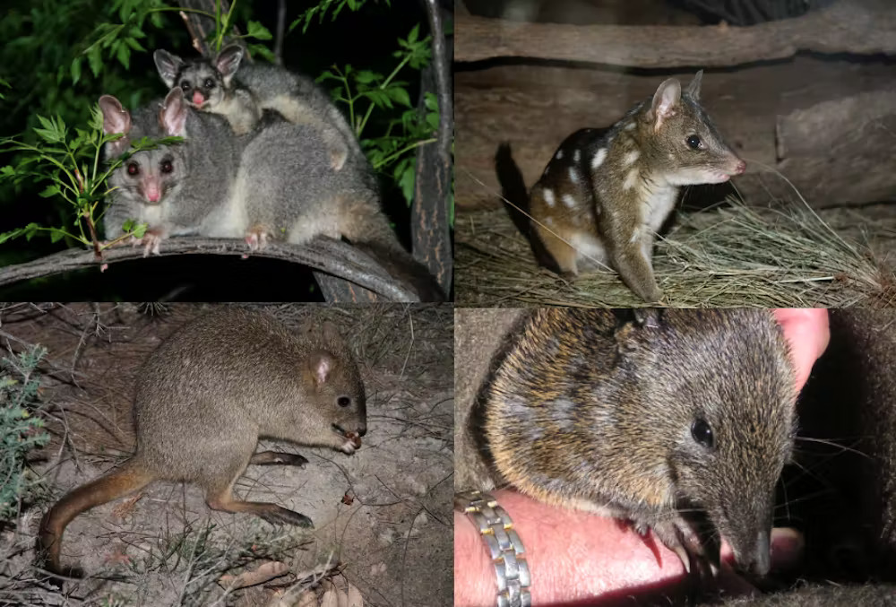 Marupials