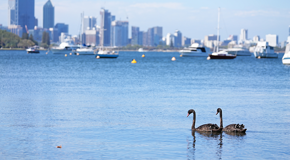 Swans swimming in Matilda Bay