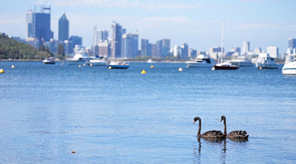 Swans in Matilda Bay