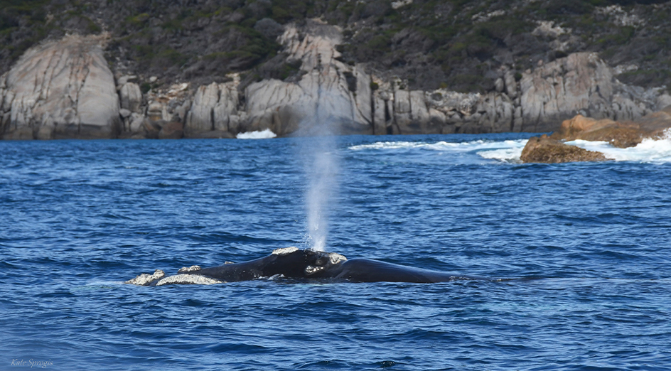 Southern right whale Nebinyan