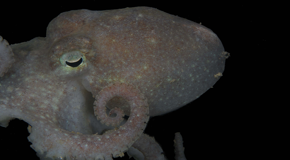 Turquet’s octopus 