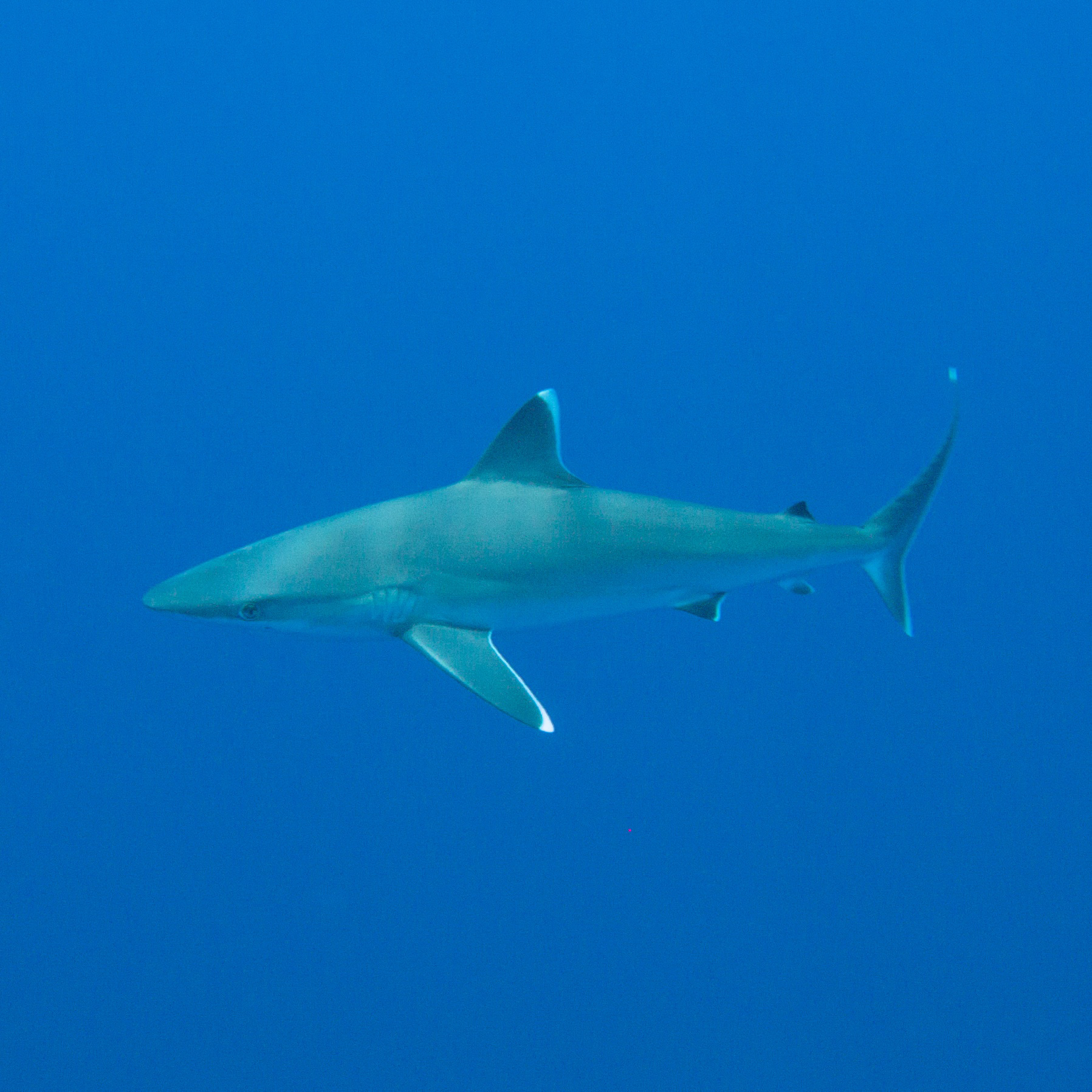 Silvertip shark