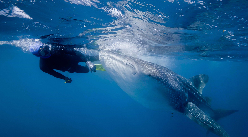 Researcher swimming whale shark