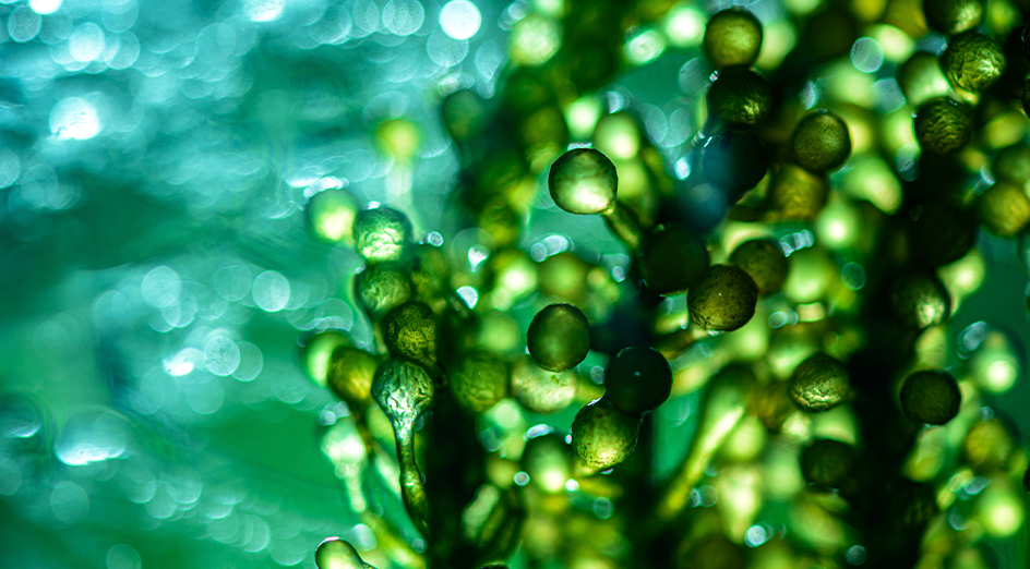 Green microalgae