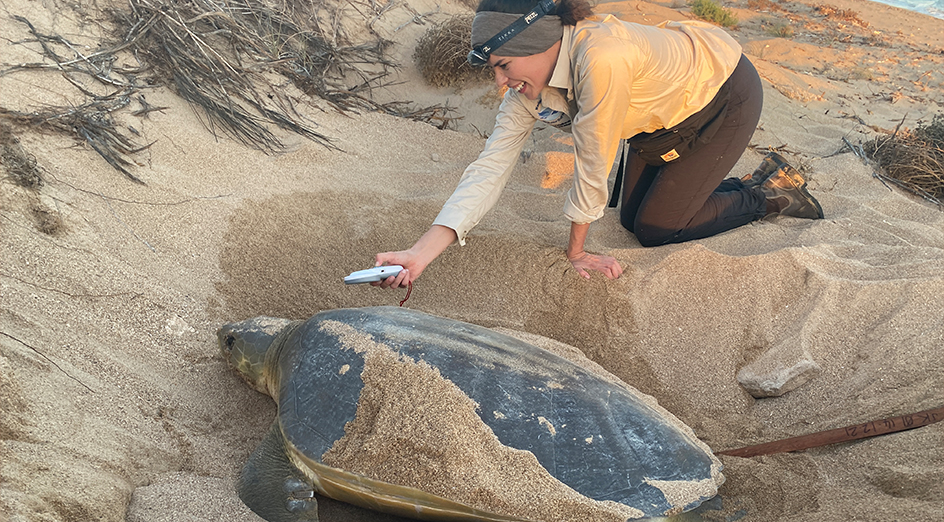 Dr Malindi Gammon scanning a flatback turtle for a microchip PIT tag for identification. Credit: Malindi Gammon/DBCA