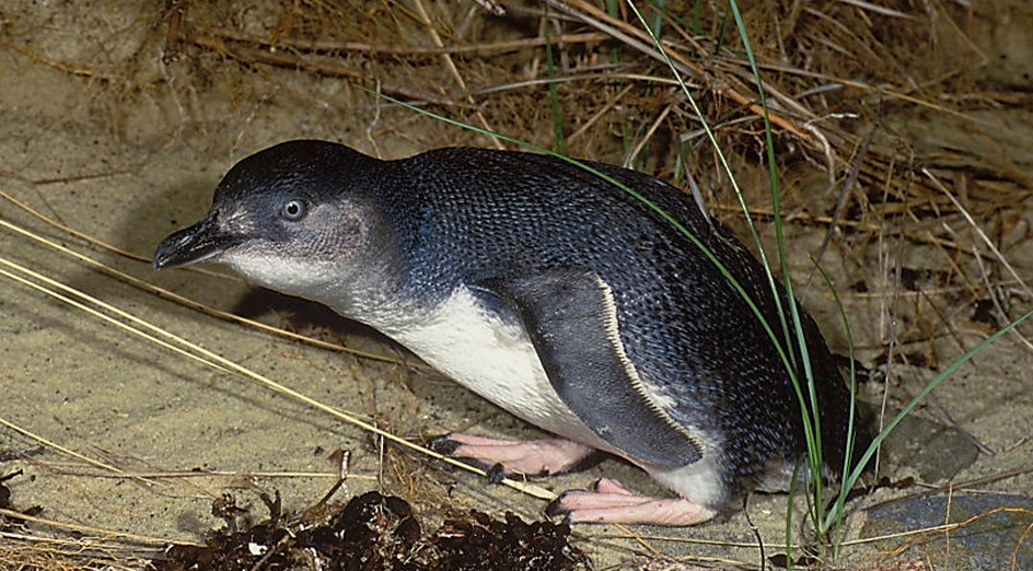 Marine heatwaves affecting little penguin population Mirage News