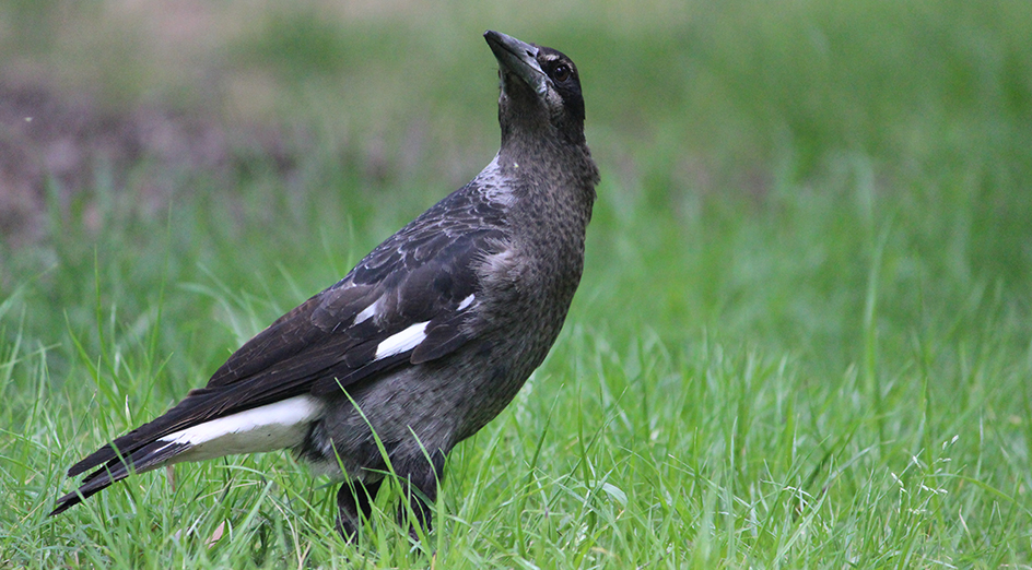 A magpie on the grass