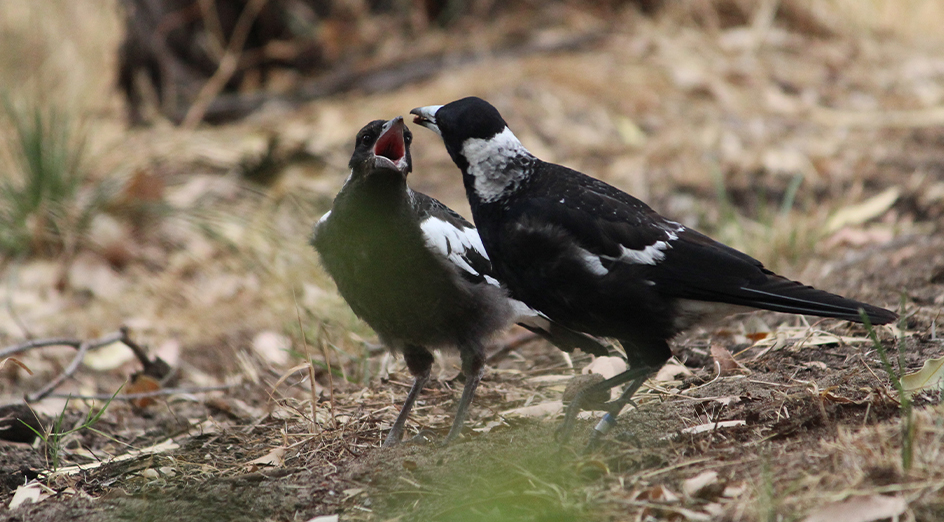 Two magpies feeding