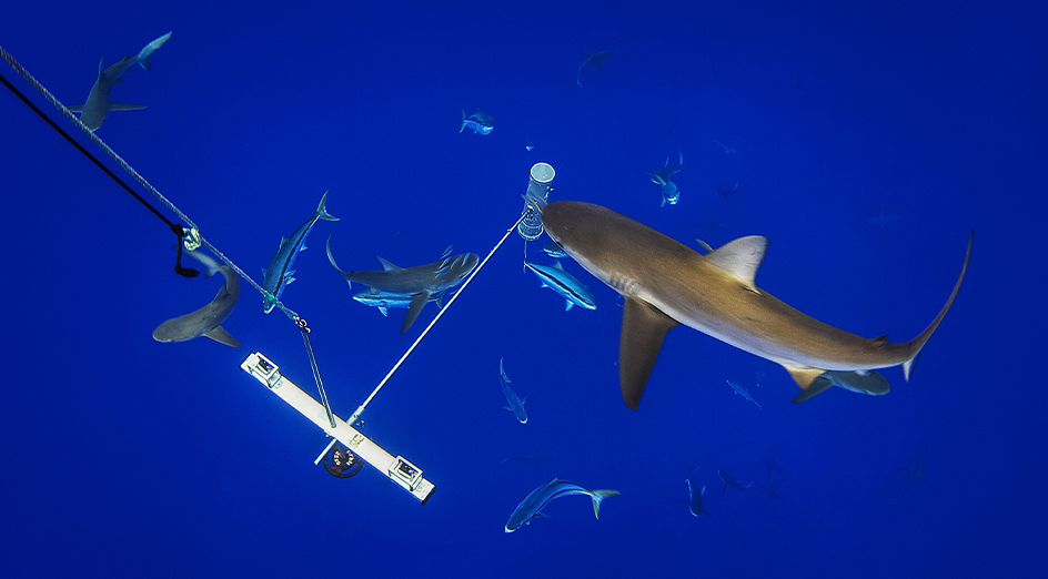 Underwater camera being used to study sharks and fish. Pciture: Manu San Felix