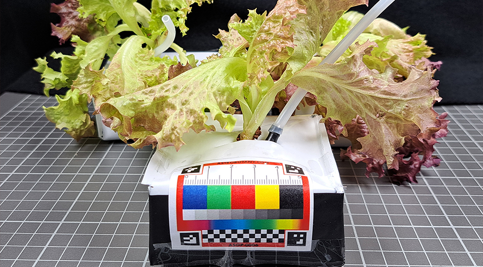 Lettuce in a grow room