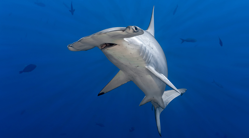 A Scalloped Hammerhead Shark