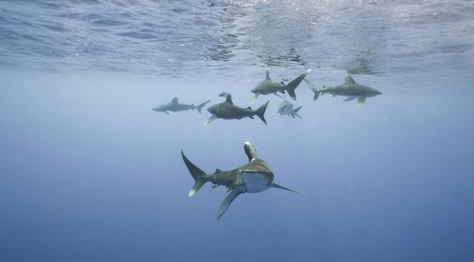 Sharks swimming in water