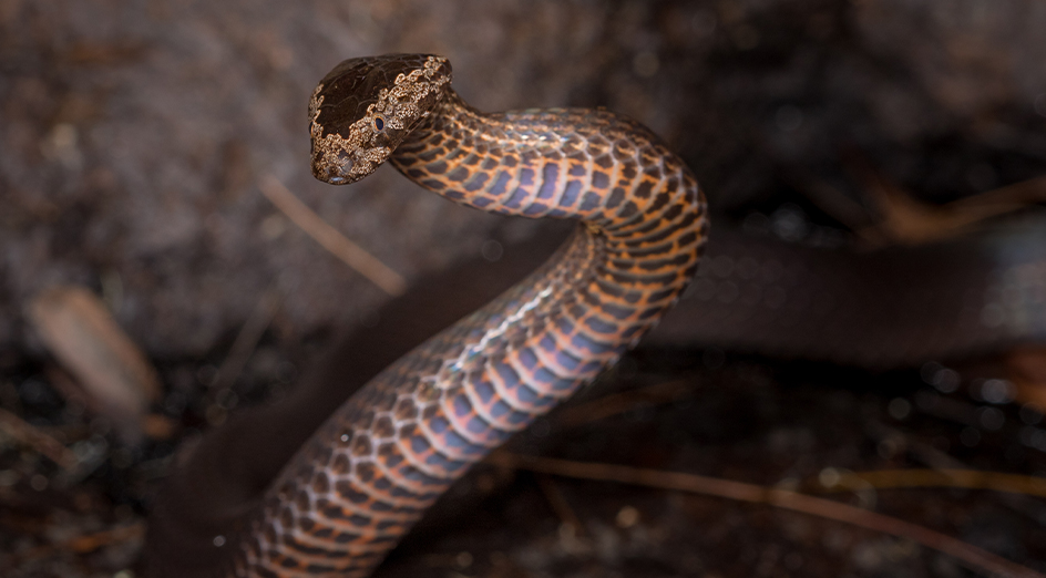 A brown snake in the grass
