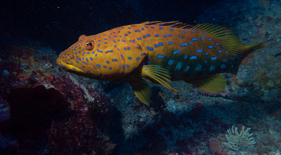Spotted fish in water