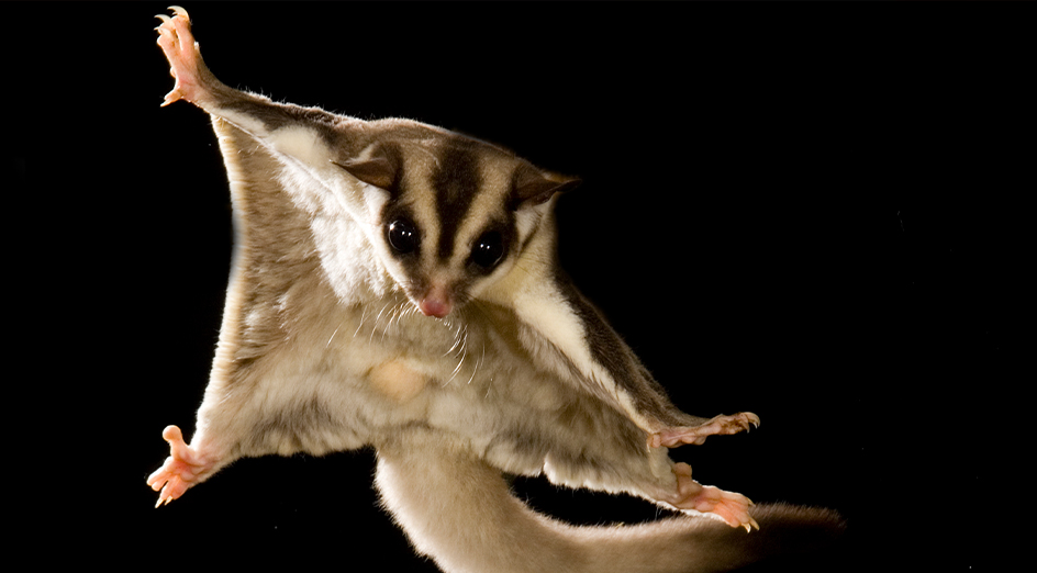 A marsupial gliding