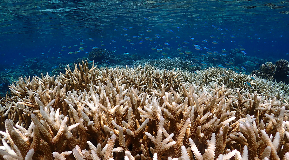 Coral bleached in the sea
