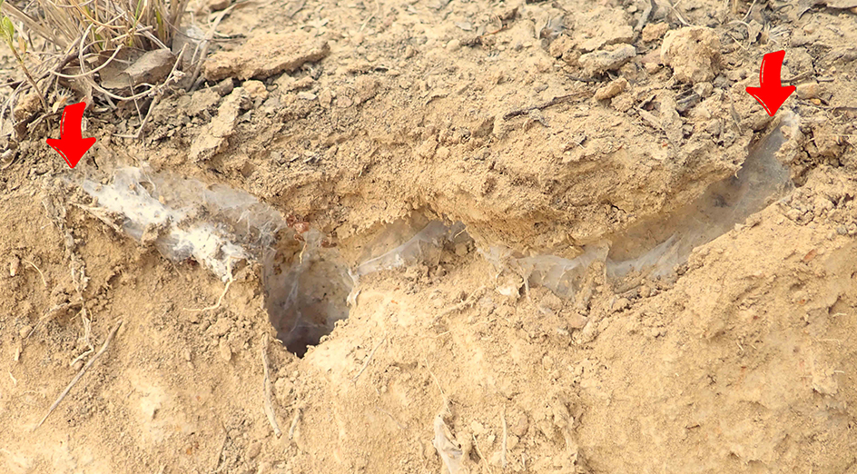 The double burrow