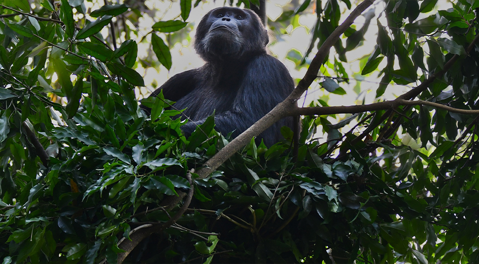 Chimpanzees look forward to a warm and dry night's rest